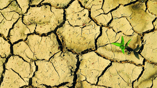 Cutting Emissions Through Biofuels Will Lead to Water Shortages